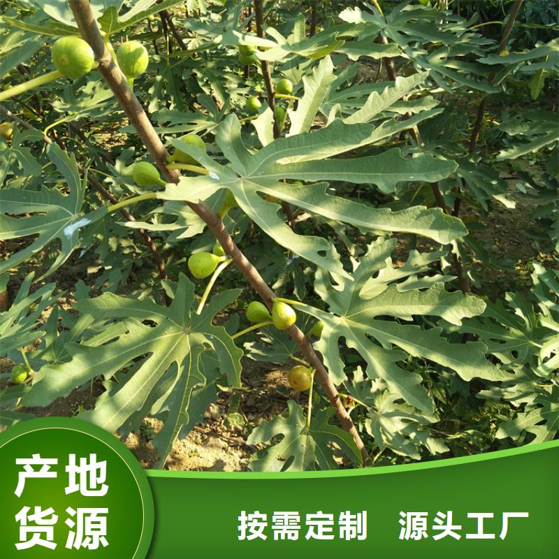 无花果-梨树苗价格实惠工厂直供