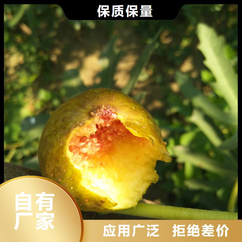 无花果石榴树工厂采购
