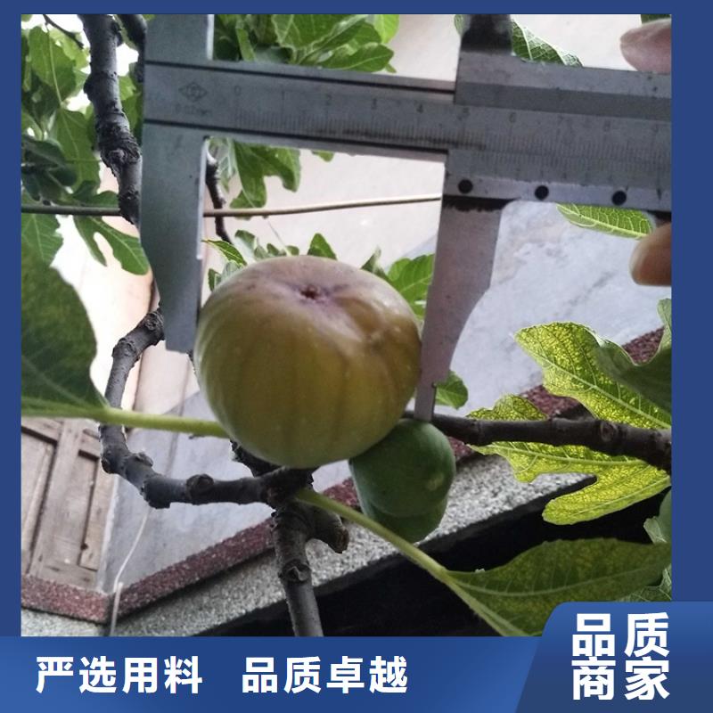【无花果-北美冬青厂家实力雄厚】