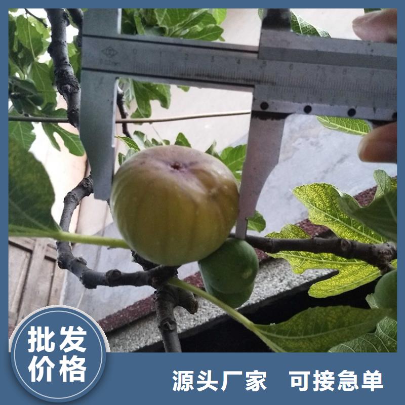 无花果_樱桃苗一致好评产品