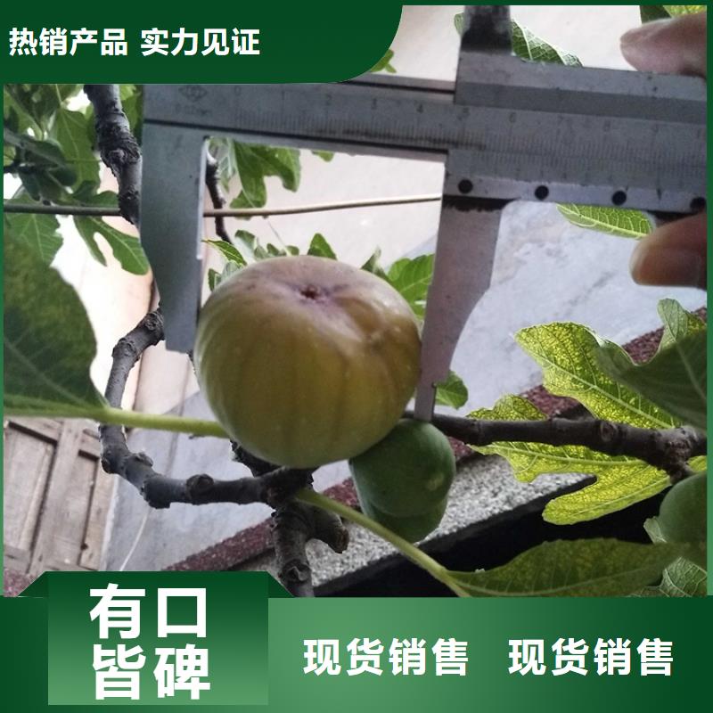 无花果-梨树苗价格实惠工厂直供