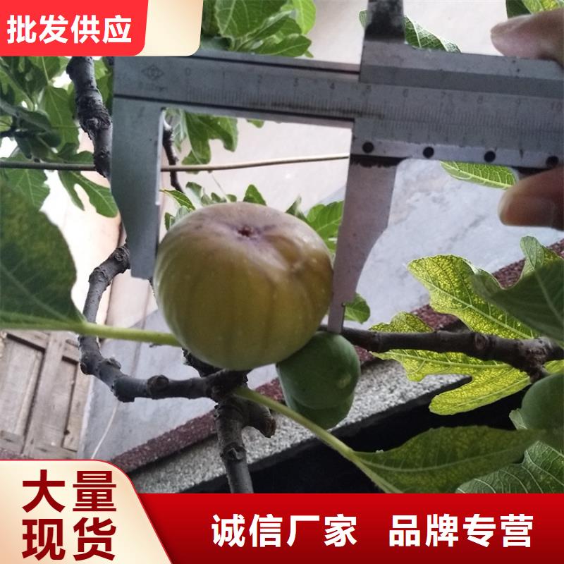 无花果_杏树苗工艺精细质保长久