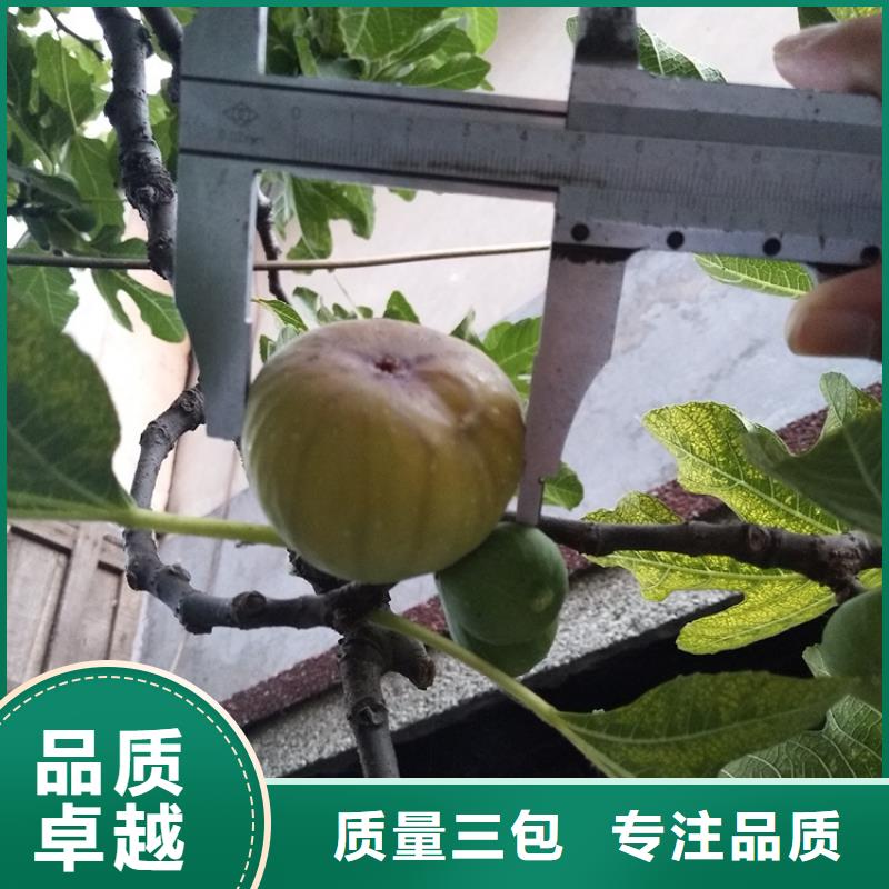 【无花果】樱桃苗厂诚信经营