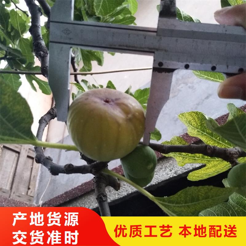 无花果桃树苗安心购