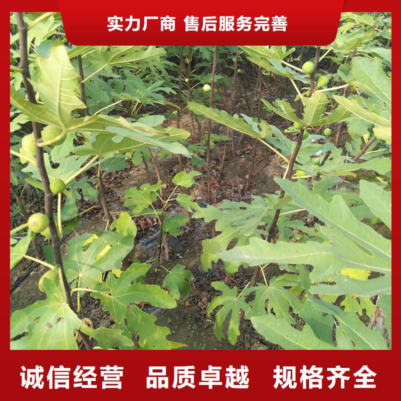 无花果樱桃苗联系厂家