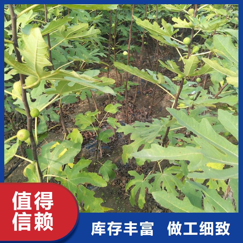 【无花果苹果苗厂家售后完善】