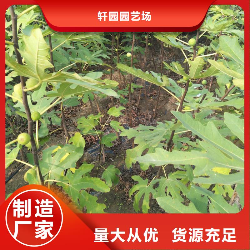 无花果-3公分石榴苗质量好