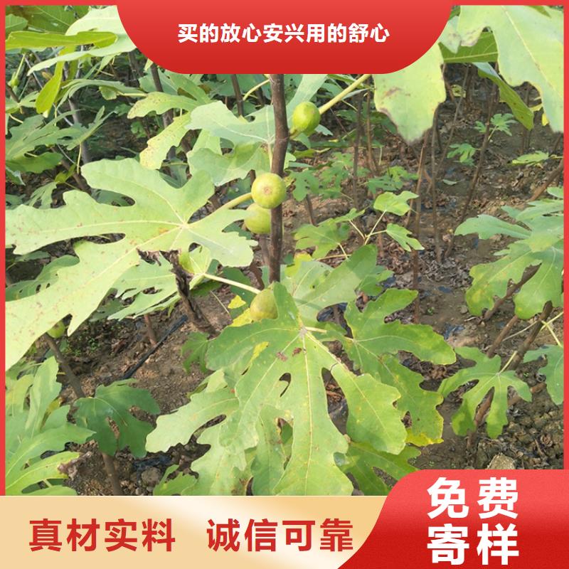 无花果_樱桃苗一致好评产品