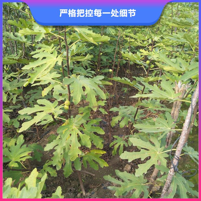 【无花果-北美冬青厂家实力雄厚】