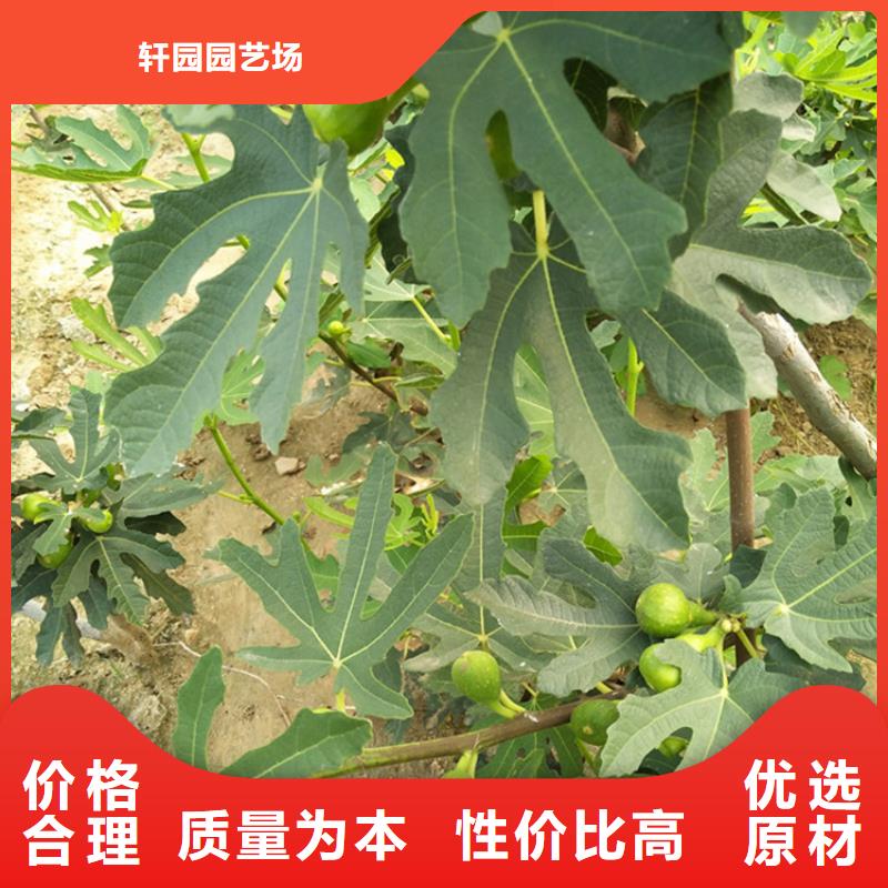 无花果李子苗无中间商厂家直销