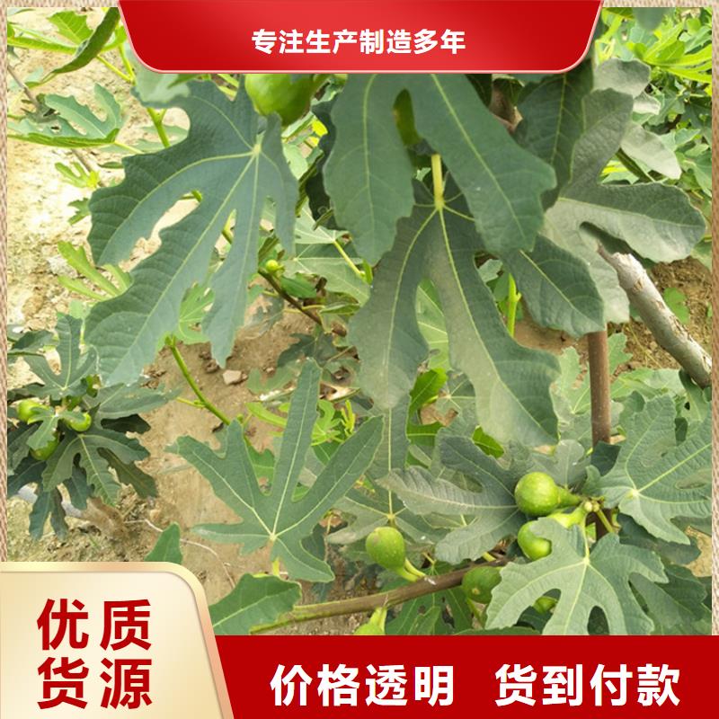 无花果猕猴桃苗保质保量