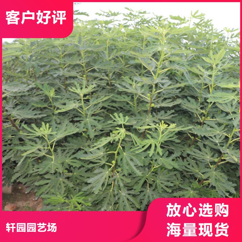 无花果板栗苗联系厂家