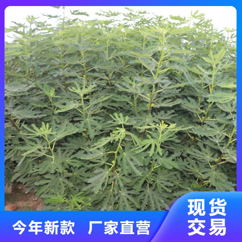 【无花果_苹果苗品质卓越】