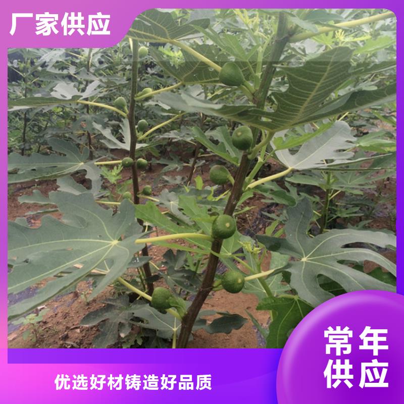 无花果石榴树工厂采购