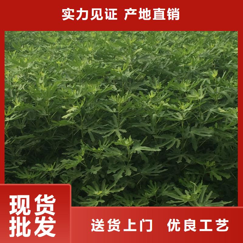 无花果【杏树苗】工厂直营
