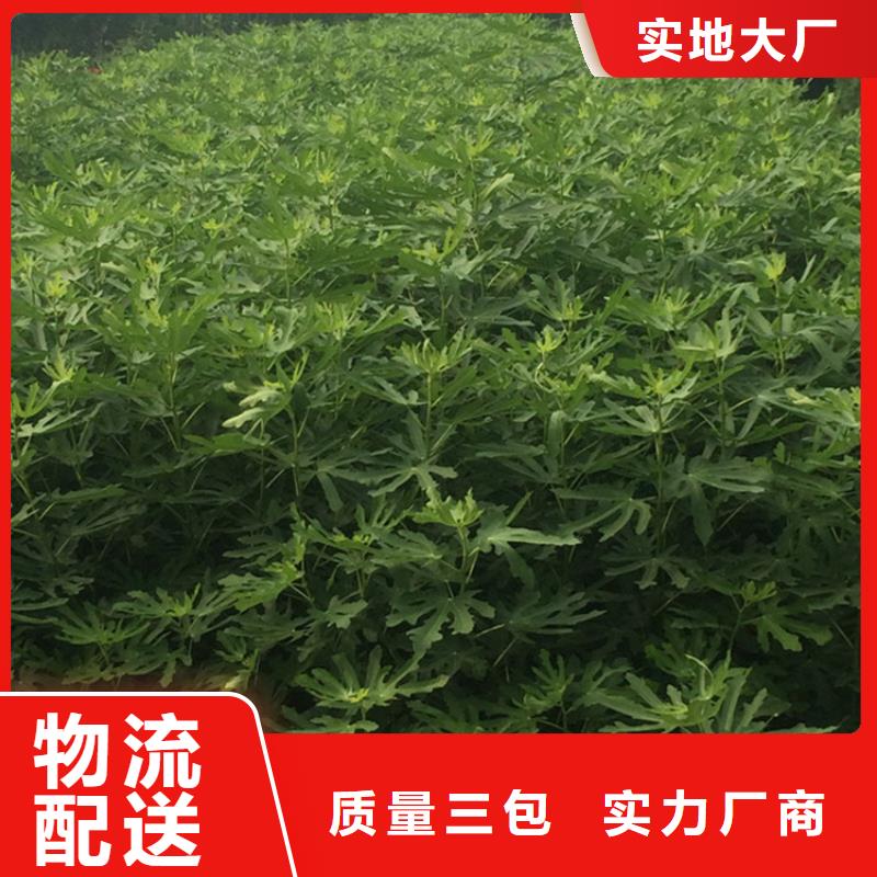 【无花果嘎啦苹果精心选材】