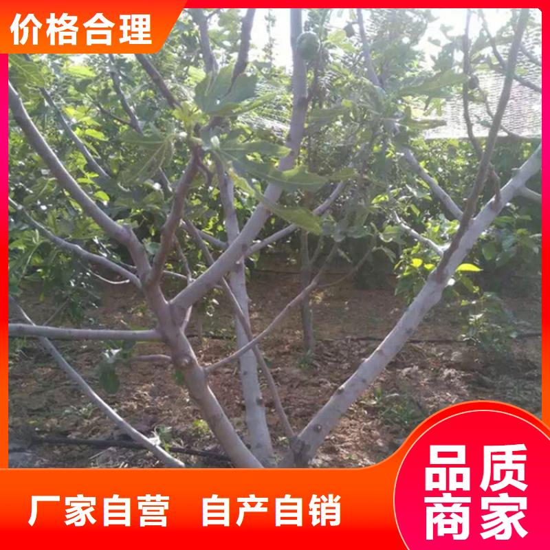 【无花果】梨树苗加工定制