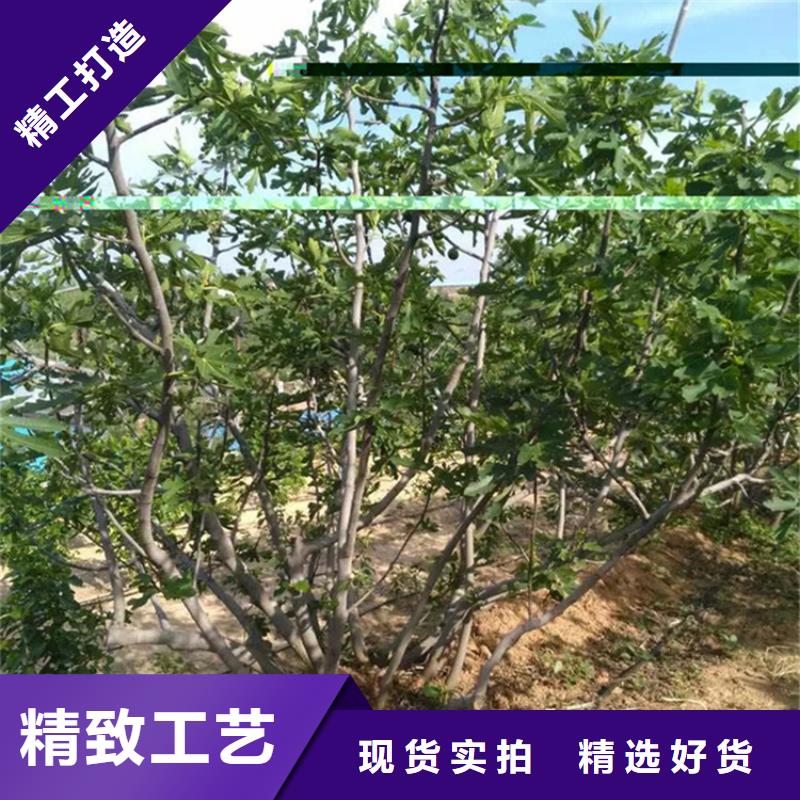 无花果-梨树苗价格实惠工厂直供