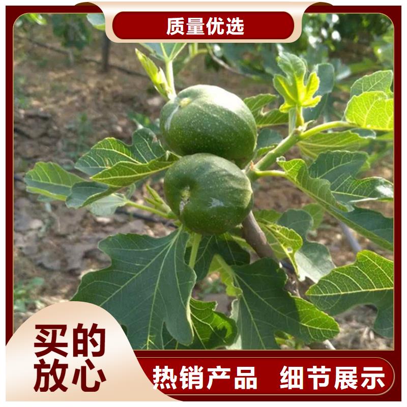 【无花果】梨树苗加工定制