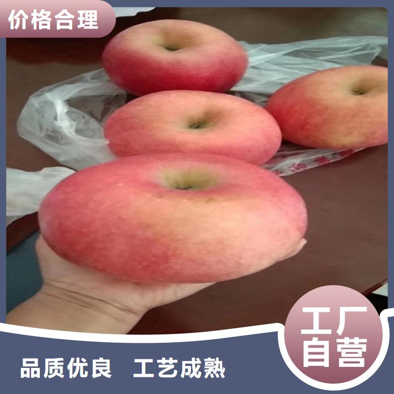 苹果苹果苗直销厂家