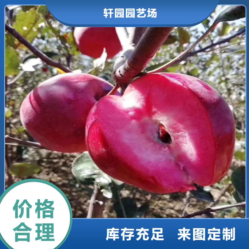 【苹果】樱桃苗支持货到付清