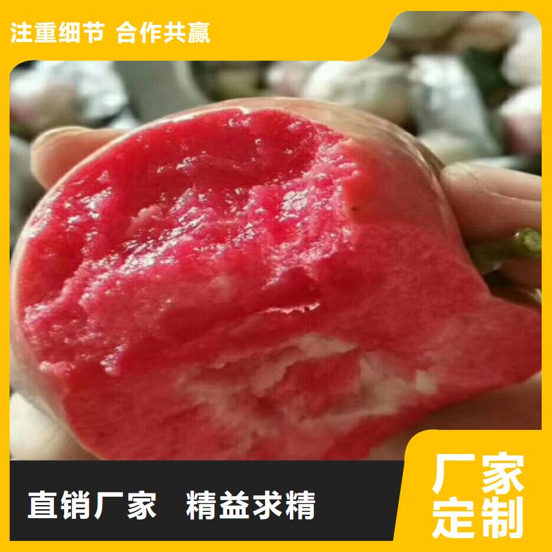 苹果,板栗苗欢迎新老客户垂询