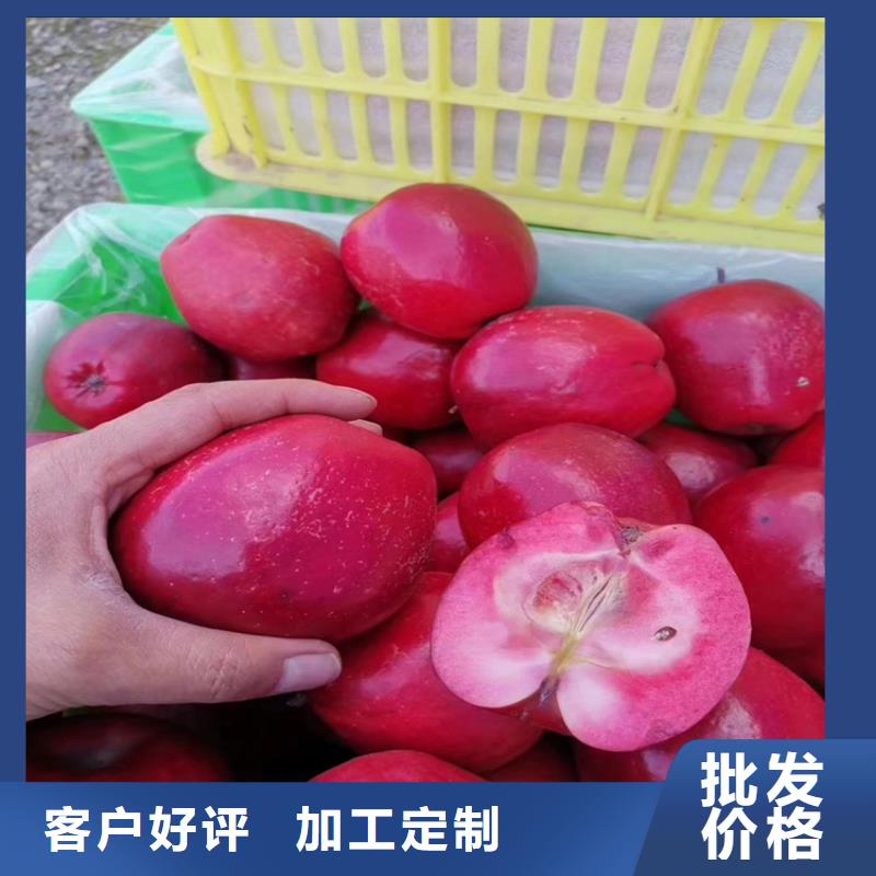 苹果_樱桃苗严格把控质量