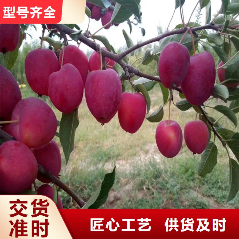 苹果-樱桃苗产品实拍