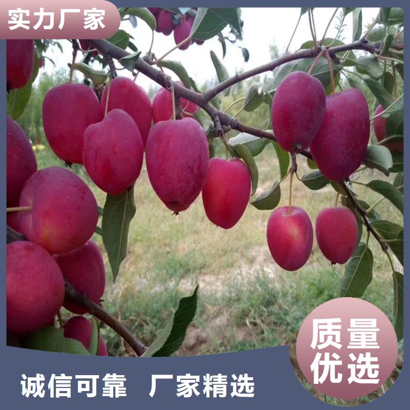 苹果桃树苗高品质诚信厂家