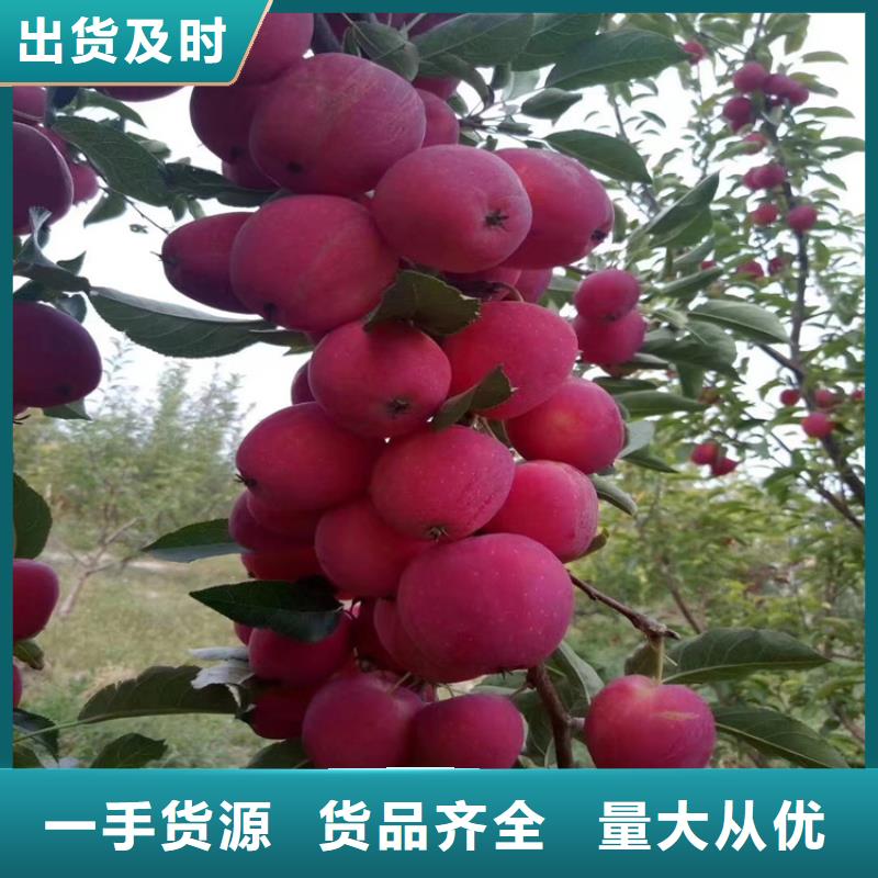 苹果樱桃苗厂家定制