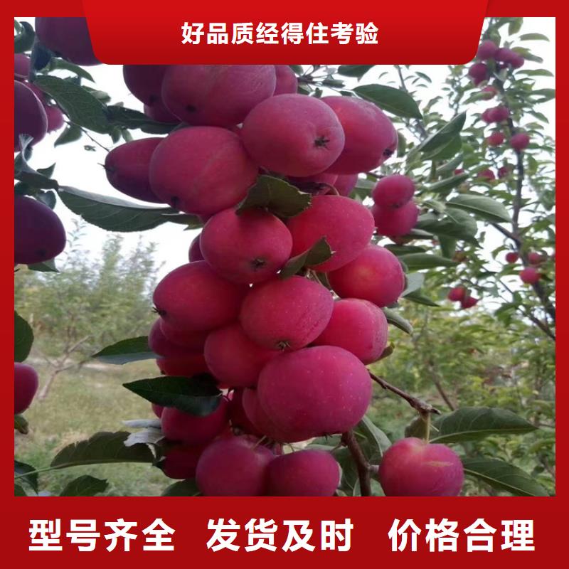 苹果-樱桃苗产品实拍