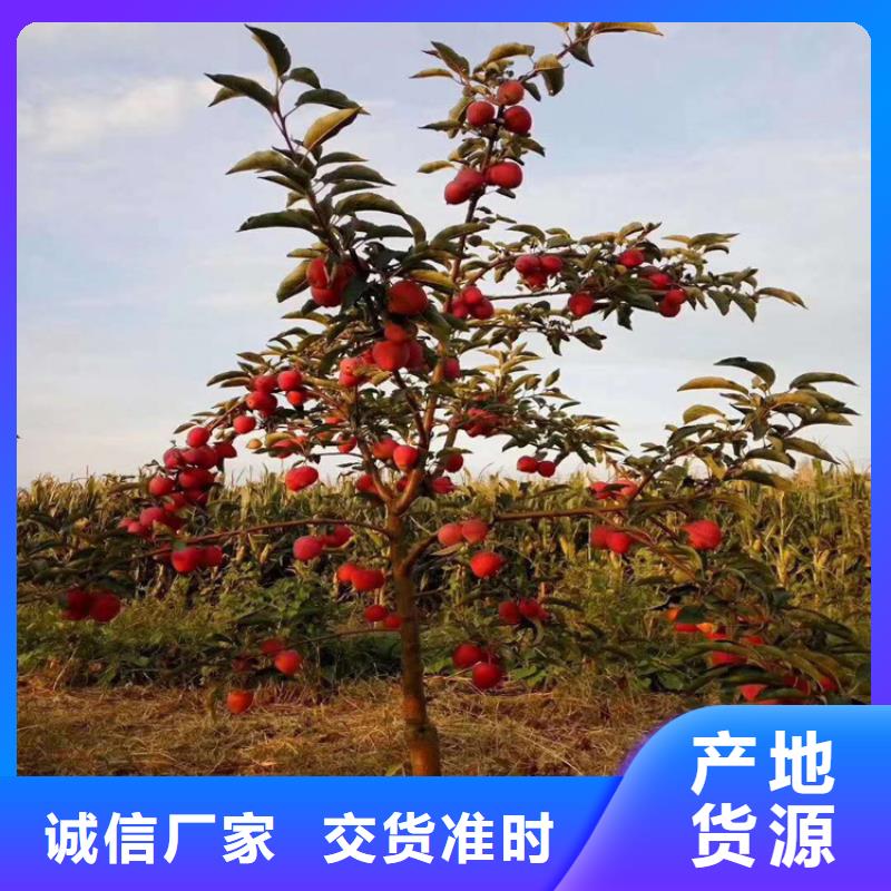 苹果,板栗苗欢迎新老客户垂询