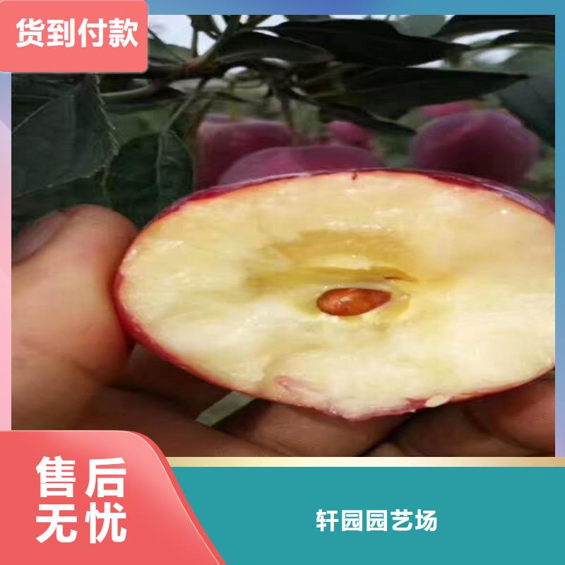 苹果樱桃苗老客户钟爱
