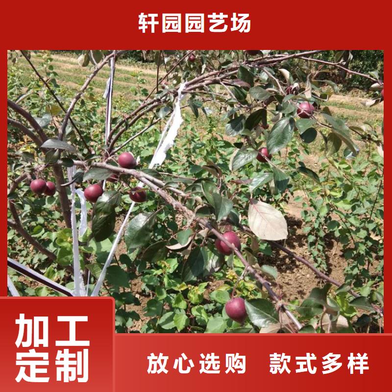 苹果,板栗苗欢迎新老客户垂询