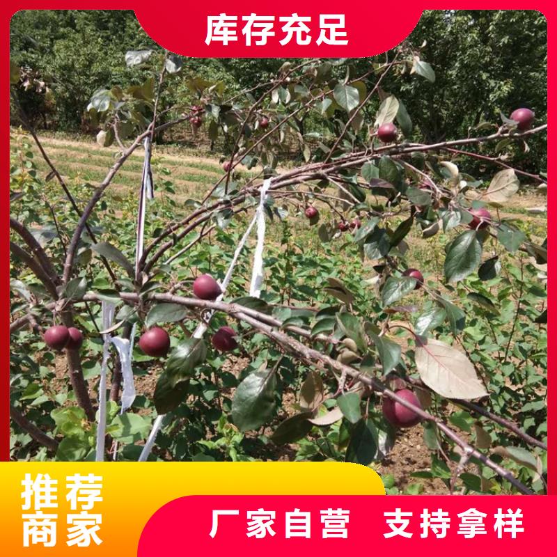 苹果梨树苗追求品质