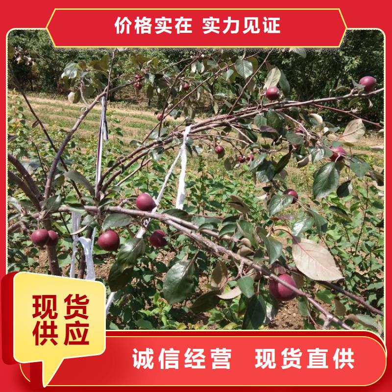 苹果,苹果苗规格齐全