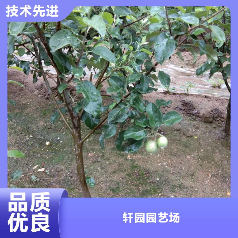 【苹果】樱桃苗支持货到付清