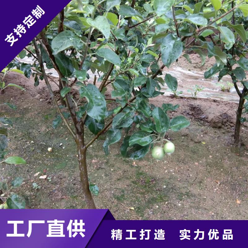 【苹果苹果苗满足客户所需】