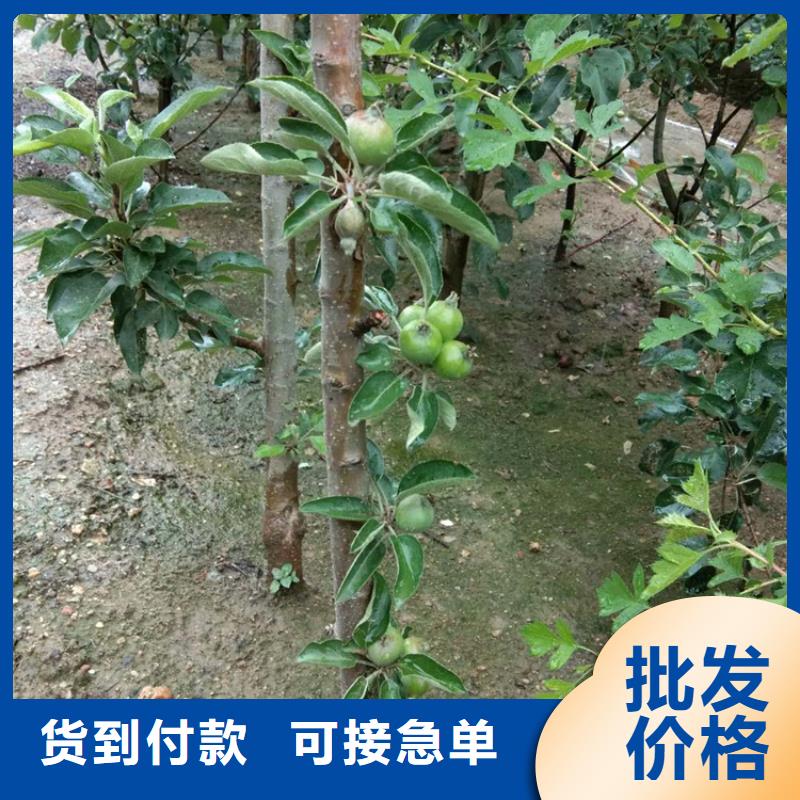 苹果-樱桃苗产品实拍