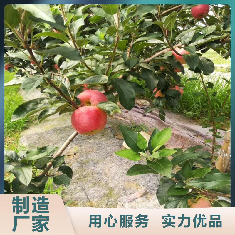 苹果-樱桃苗产品实拍