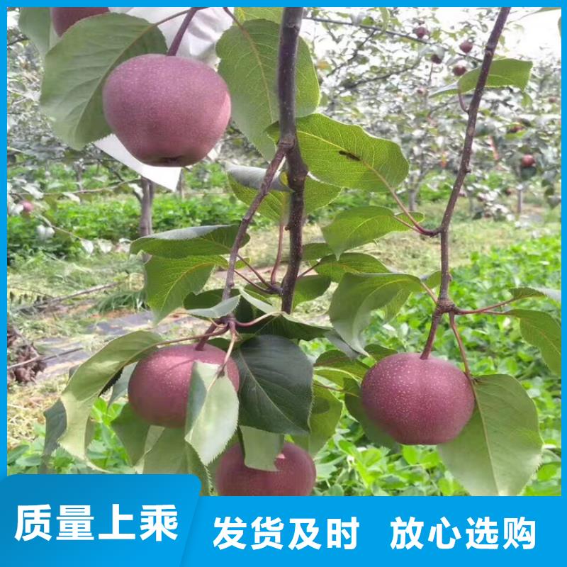 苹果石榴苗快捷物流