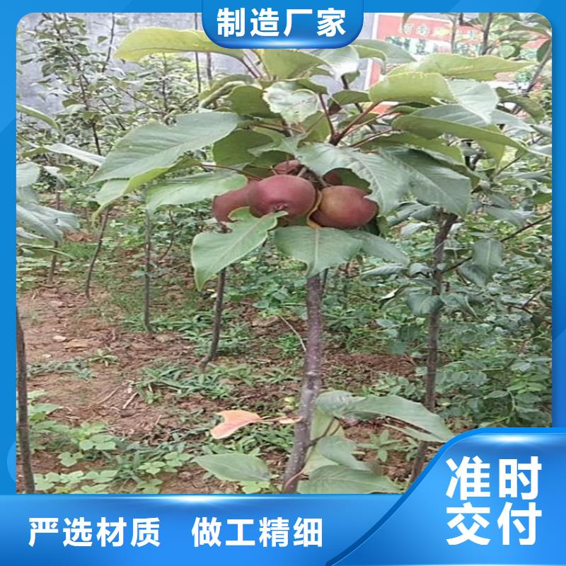 苹果石榴树可接急单