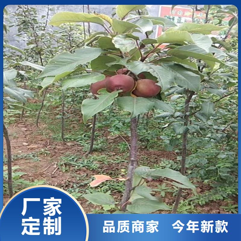 苹果_樱桃苗严格把控质量