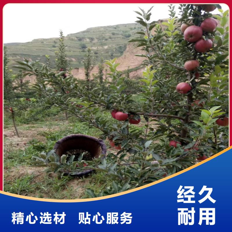 【苹果】樱桃苗支持货到付清