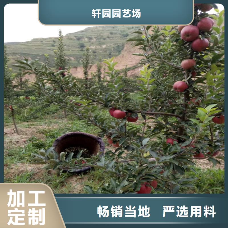 苹果樱桃苗厂家定制