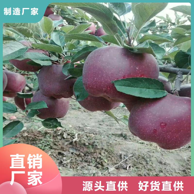 苹果-蓝莓苗多年行业积累