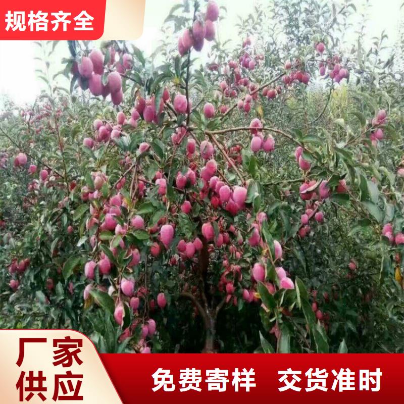 【苹果】樱桃苗支持货到付清
