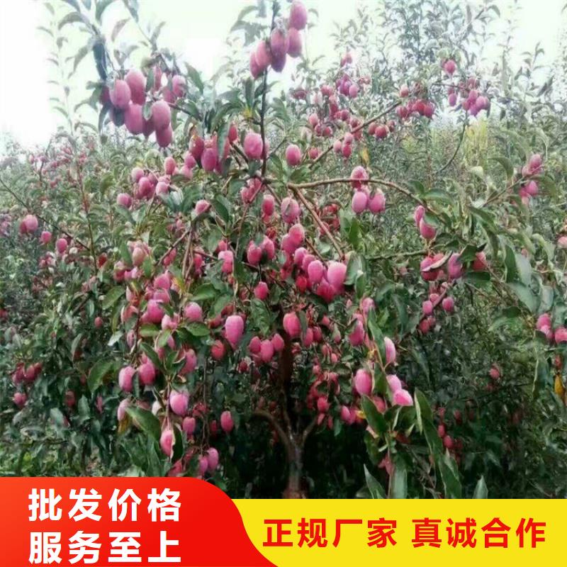 苹果-蓝莓苗多年行业积累