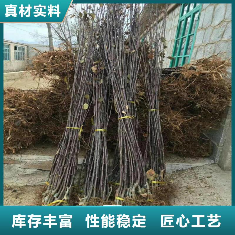 【苹果樱桃苗细节之处更加用心】