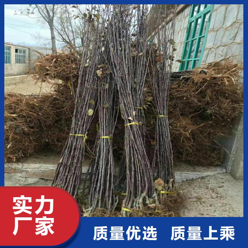 苹果桃树苗高品质诚信厂家